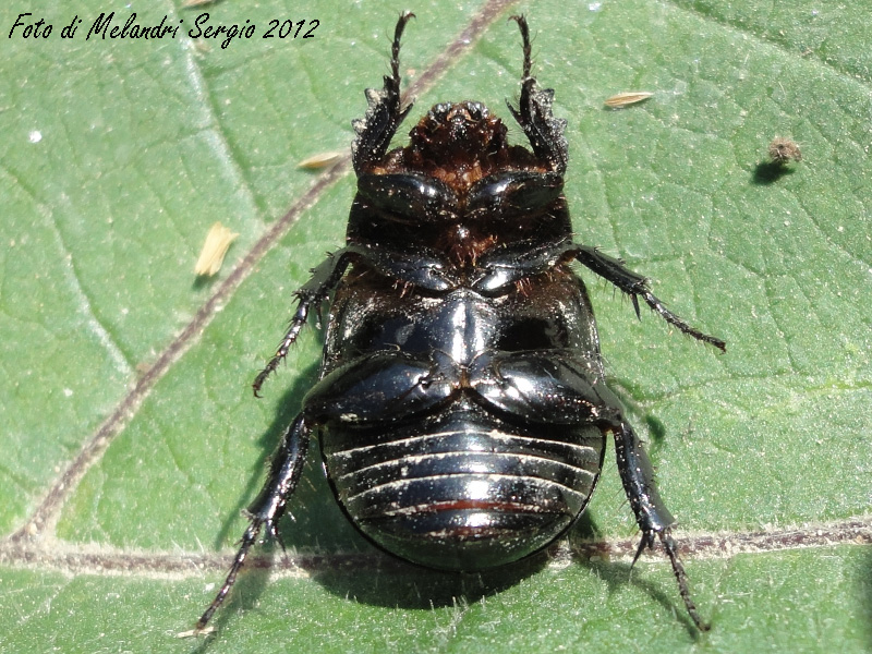 Geotrupidae ? NO. Pentodon sp.